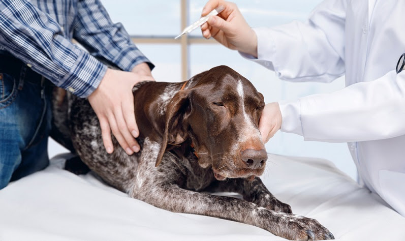 28 HQ Pictures Wann Hat Ein Hund Fieber / Fieber beim Hund Was tun