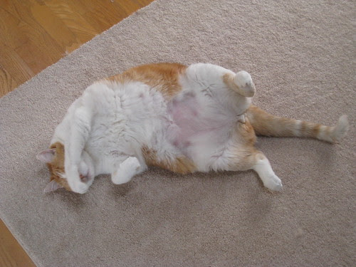 Fat Cat Moe