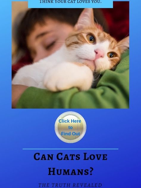 Cat Facts Sign Up Email - CATQP