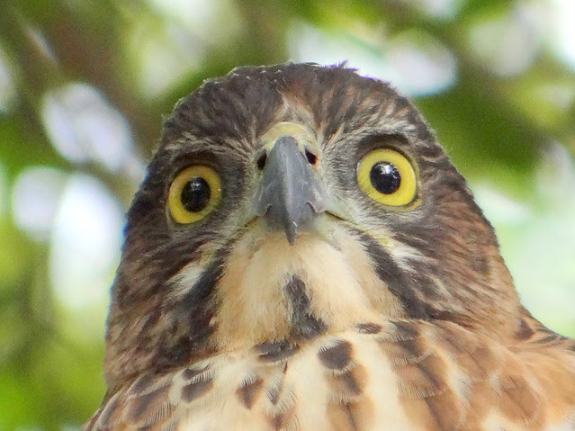 鳳頭蒼鷹/無限台南