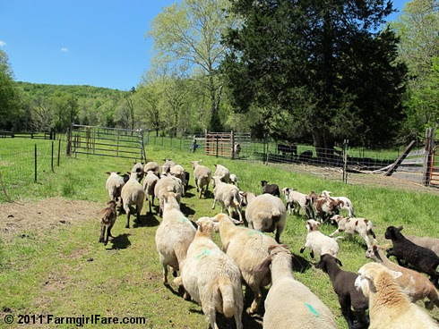 Sheep Freedom Day 1