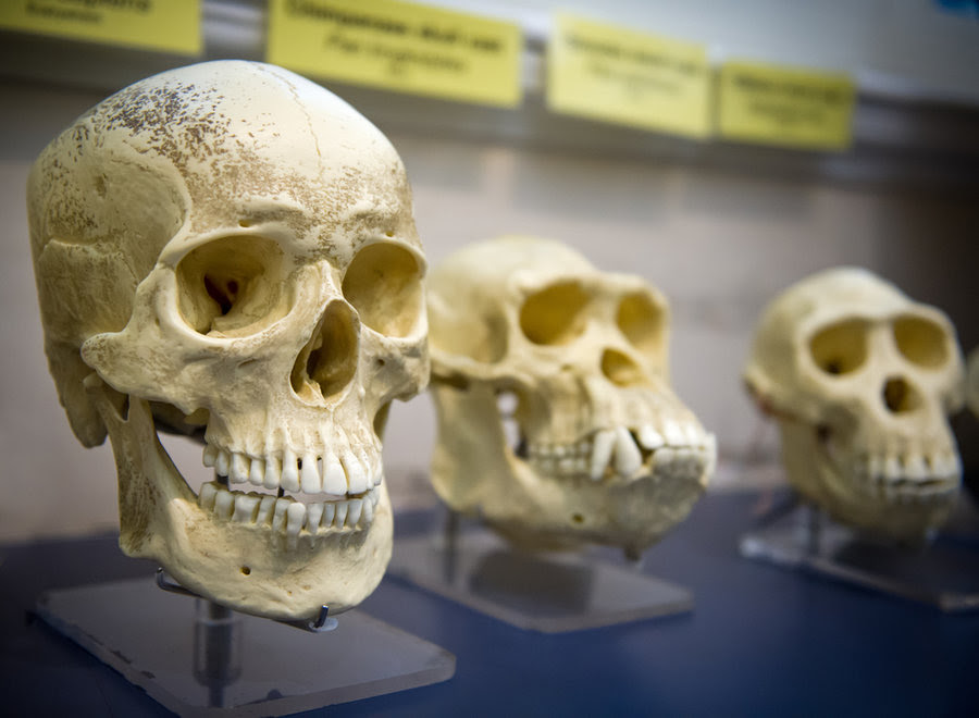 Skulls