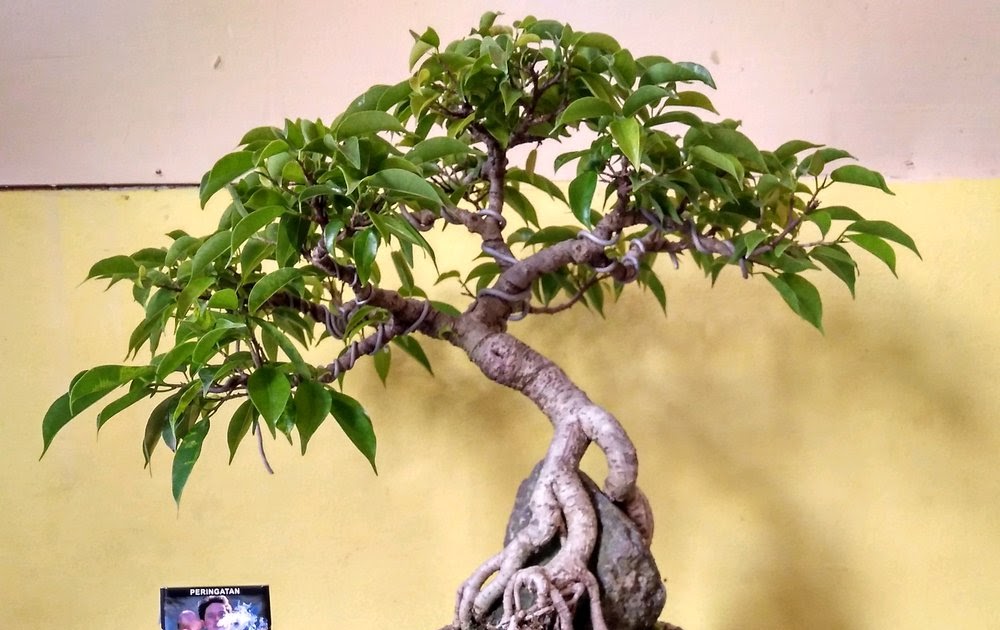 Bonsai Beringin Di Atas Batu Contoh Bonsai