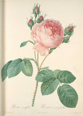 Rosa Centiflora