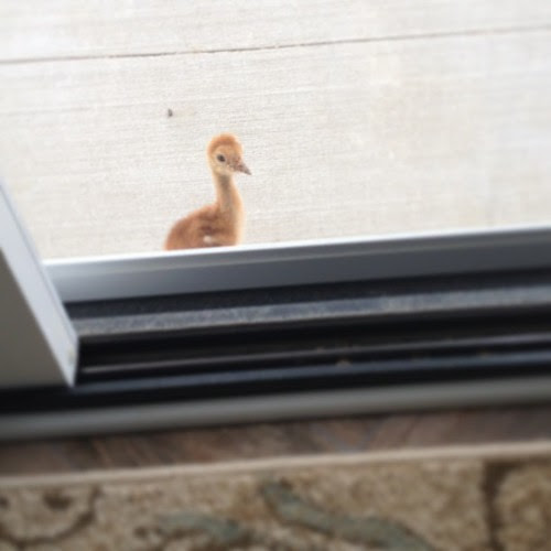 Look who just stopped by to peek in and say hello! OMG! Cuteness overload! #sandhillcranes #lakejamesindiana