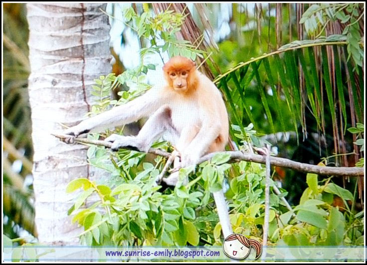 Proboscis Monkey River Cruise Tour @ Le Cruise De Kota Belud