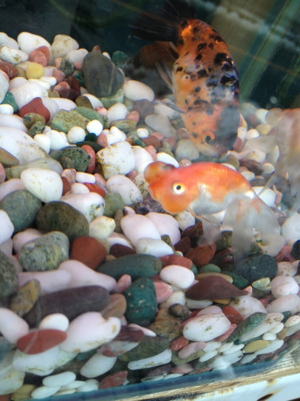 f:id:Noesis:20130115174511j:plain