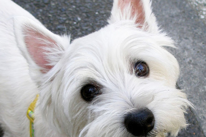 最高のコレクション ウエストハイランドホワイトテリア 白い 犬 名前 467554 Freemuryovhhuta