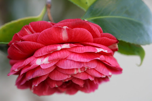 camellia