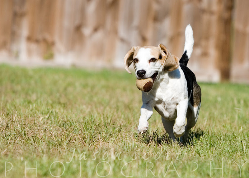 Badger the beagle, enjoying his backyard.            Order Enlargements  16x20 $100.00   16x20 w/frame $200.00   20x30 $200.00   20x30 w/frame $350.00   24x36 $300.00   24x36 w/frame $500.00            