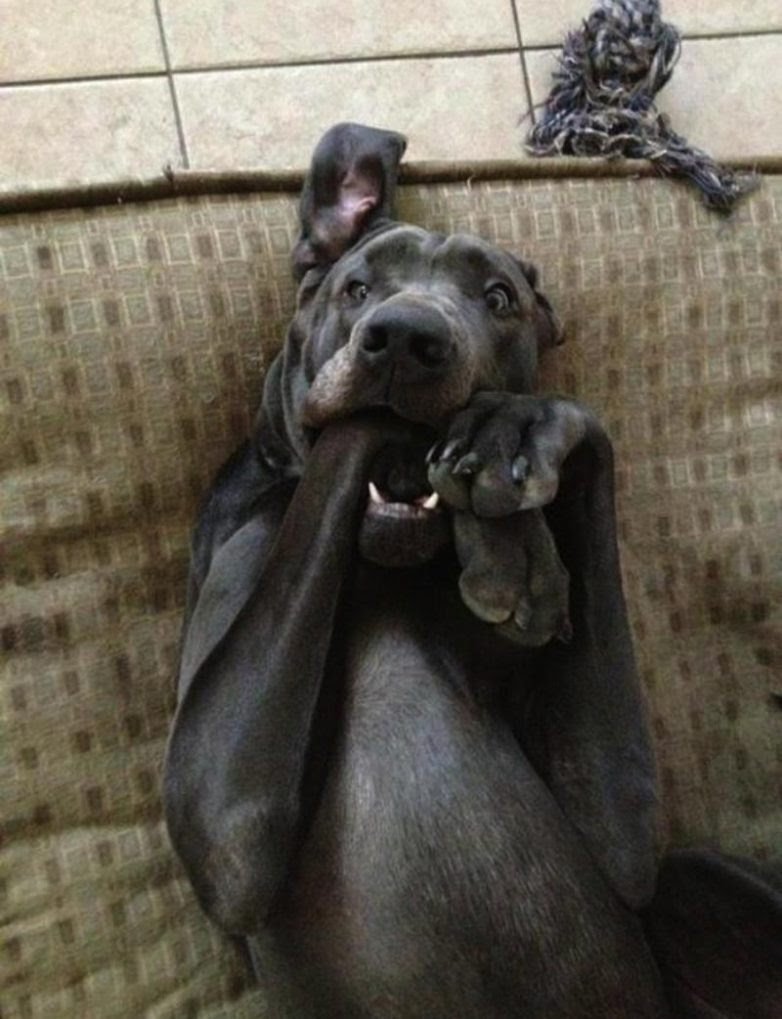 25 well, very surprised dogs