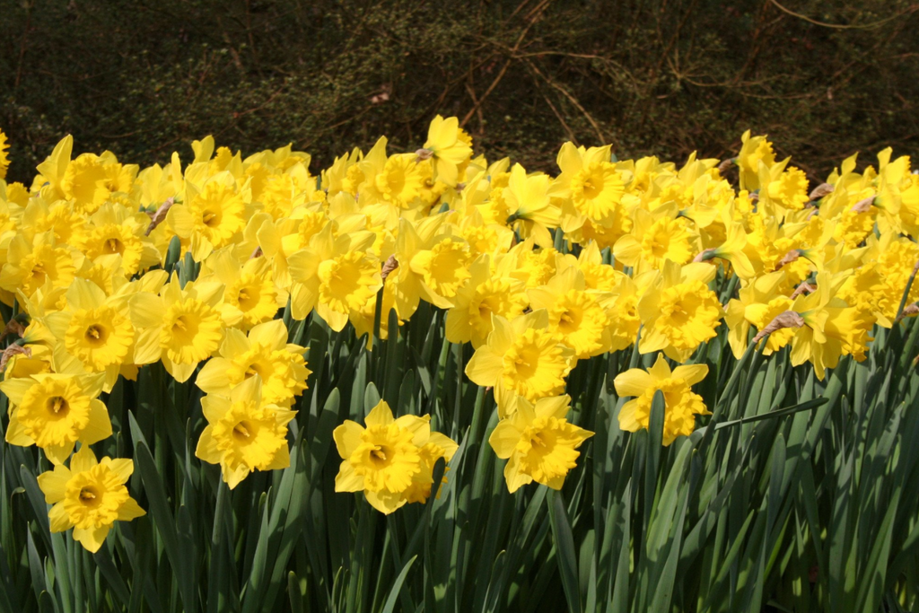 Daffodils Planting Time