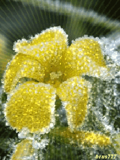 Замерзший цветок