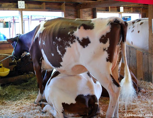 Big Bovine!