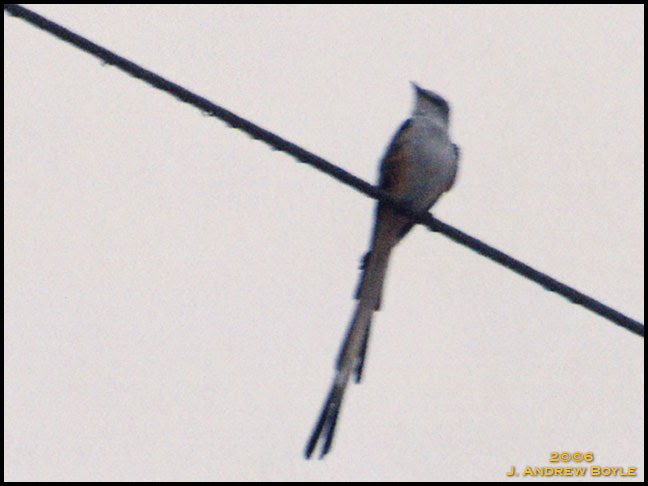 Scissor-tail