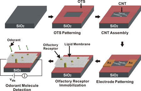 proceso de fabricación fabricando una nariz humana con nanotecnología
