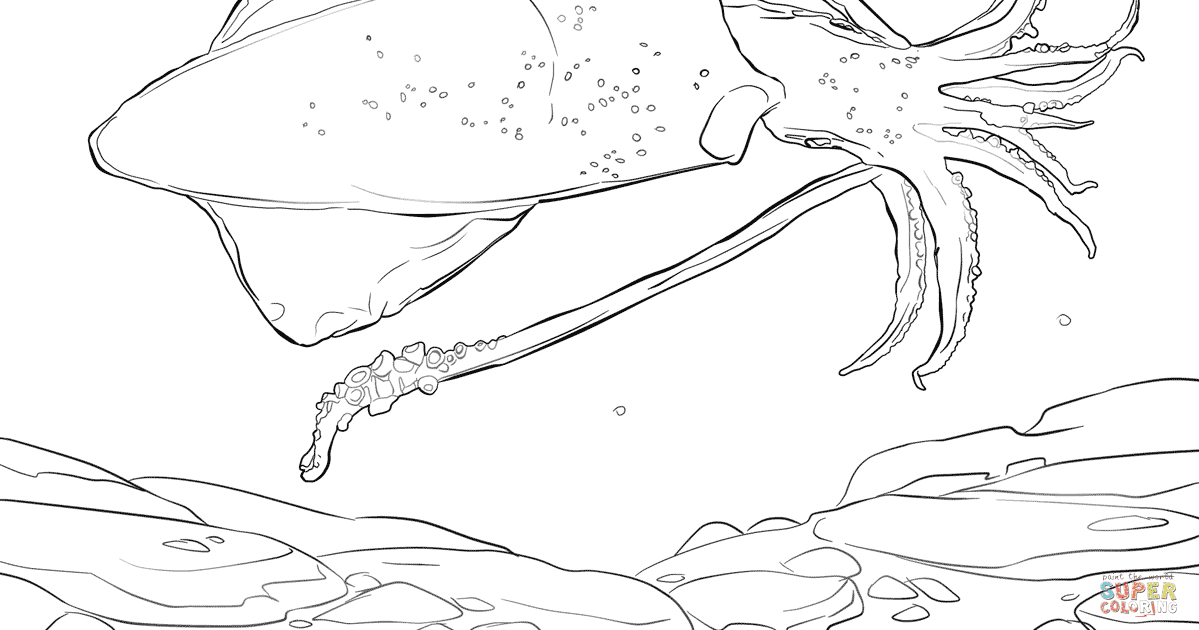 ausmalbild riesenkalmar  oktopus mit langen armen ausmalbild  malvorlage tiere  besten