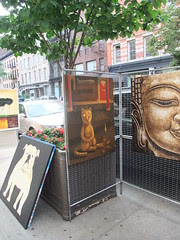 cat and Buddha