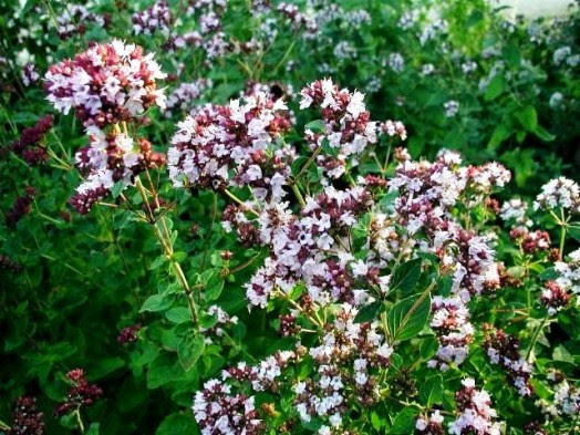Origanum vulgare Best plants for bees - what to plant for honey bees (3)