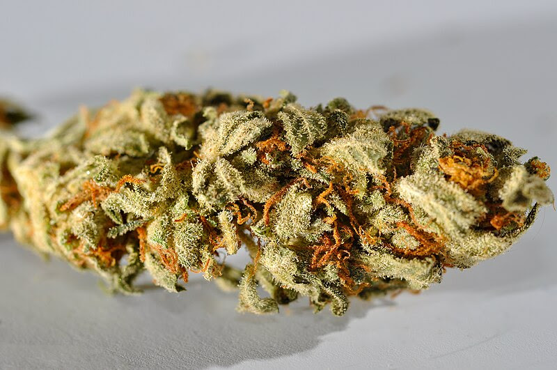 File:Cannabis macro.JPG