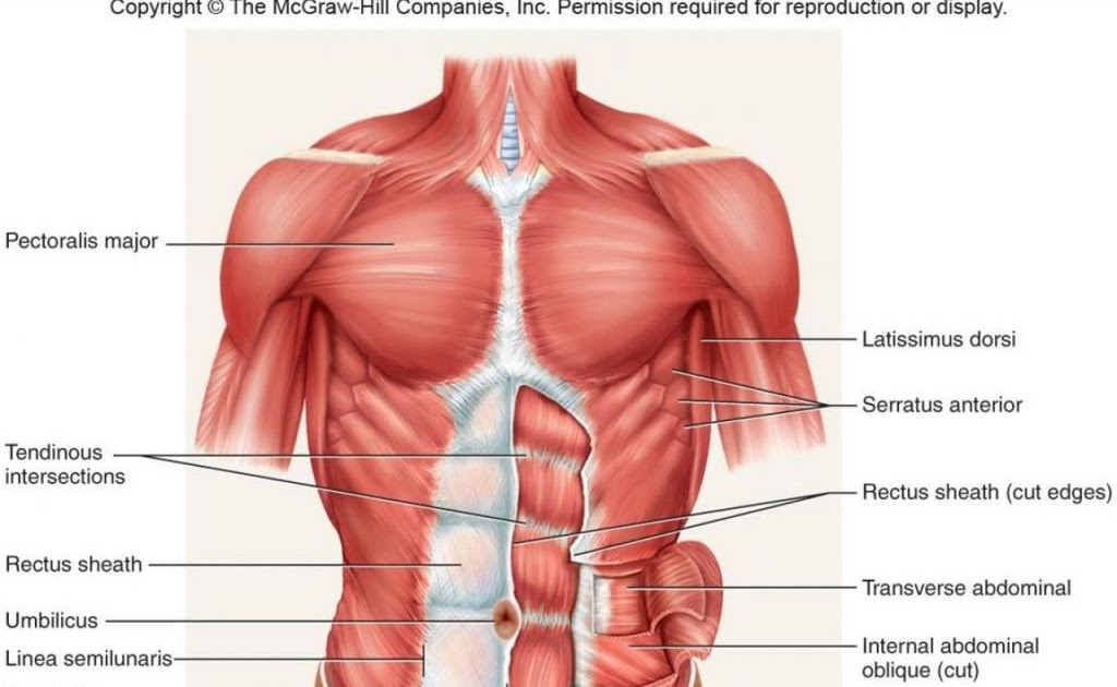 Human Chest Muscles Diagram / Chest Muscles Artwork Stock Image F005