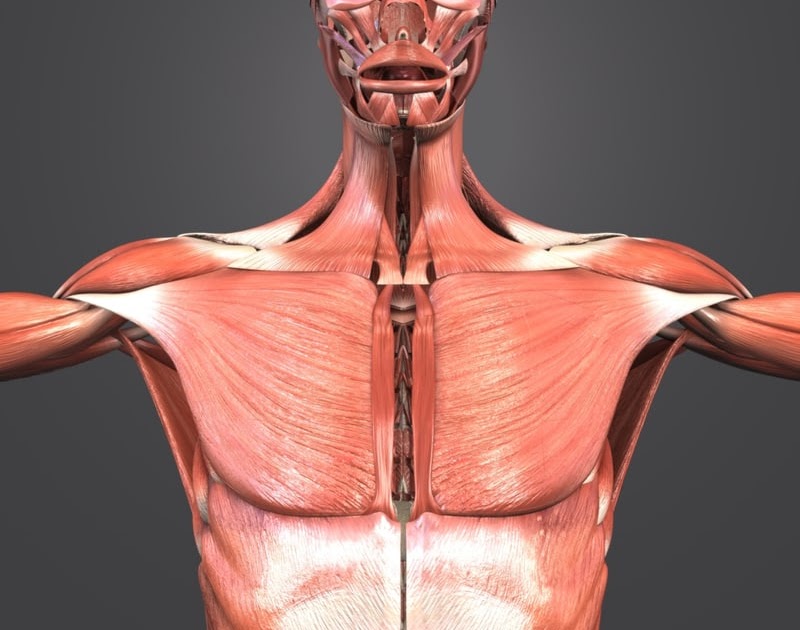 Muscles Of The Torso Model Full Body Muscle Anatomy 3d Model