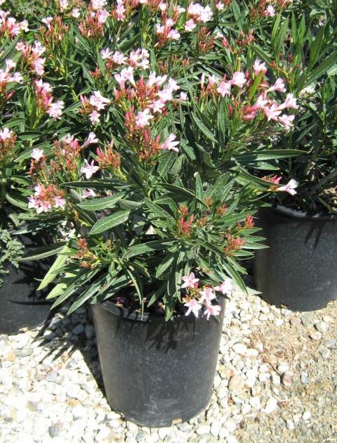 Nerium Oleander Petite Pink Burnetts Wholesale Nursery