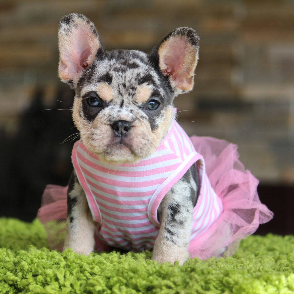 77-chocolate-merle-french-bulldog-picture-bleumoonproductions