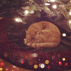 Not a creature was stirring, not even a... cat?