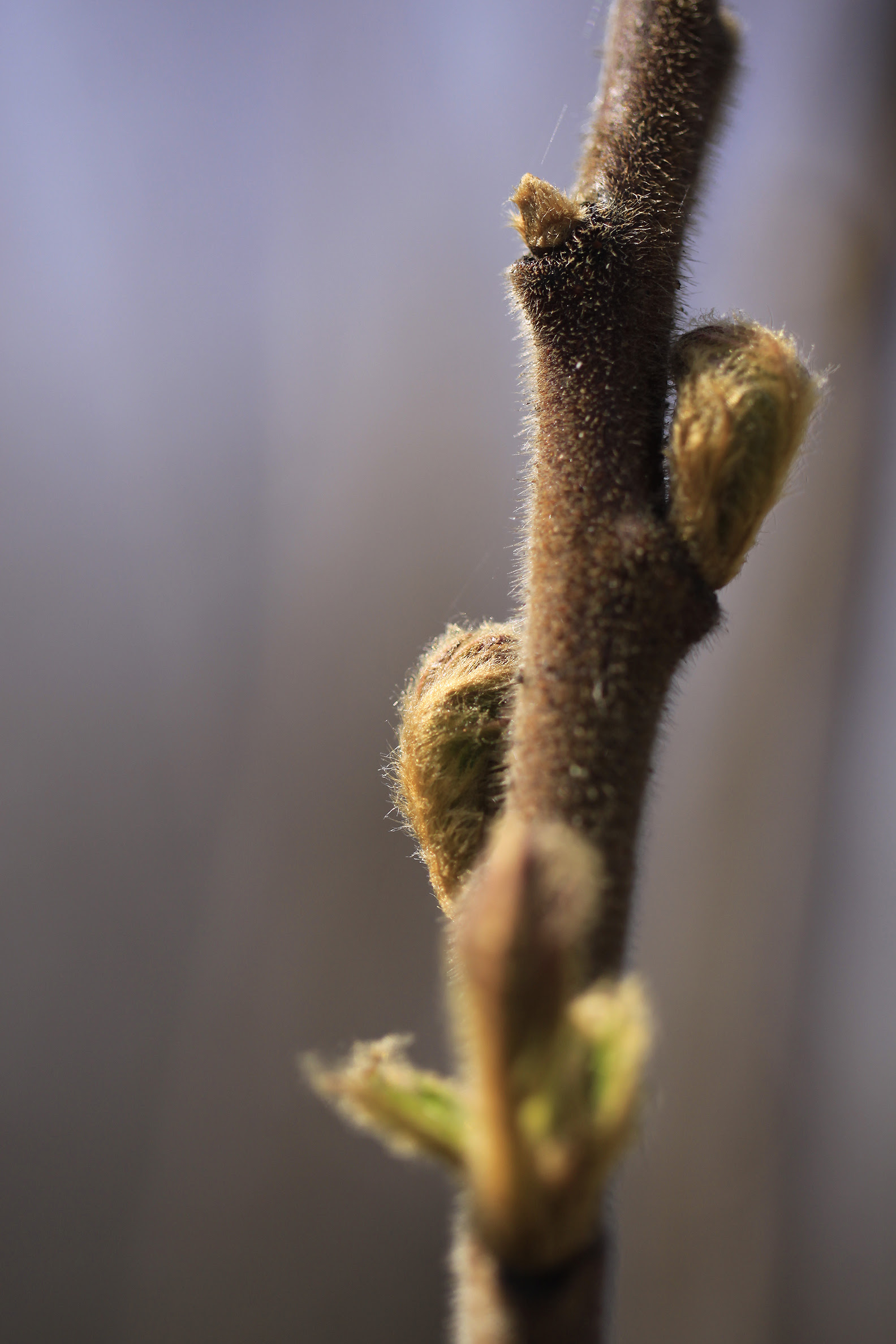 soft sumac budding branch