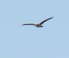 harrier