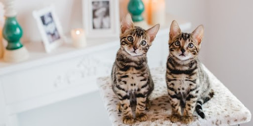 Mirip Leopard Mini, Ini Sifat Kucing Bengal yang Sukses Bikin Catlover  Jatuh Hati