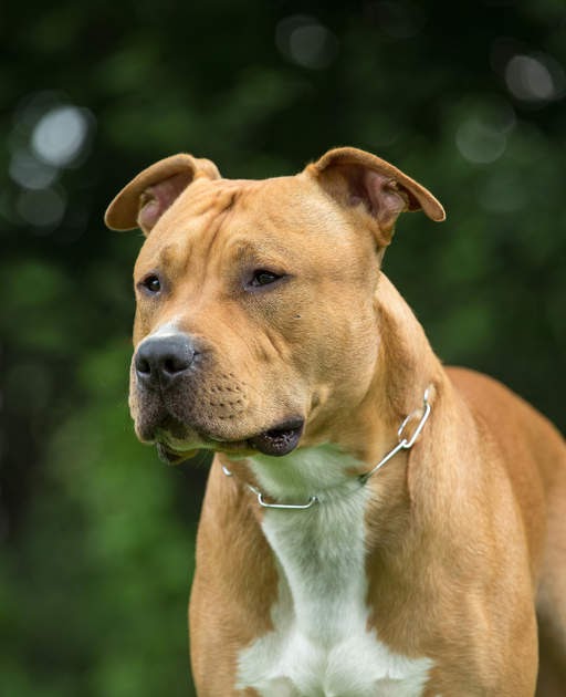 Amstaff Hund Blue Line â€“ Kaufen Sie das beste