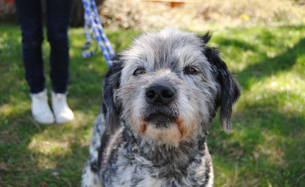 Tiere Suchen Ein Zuhause Hunde Welpen