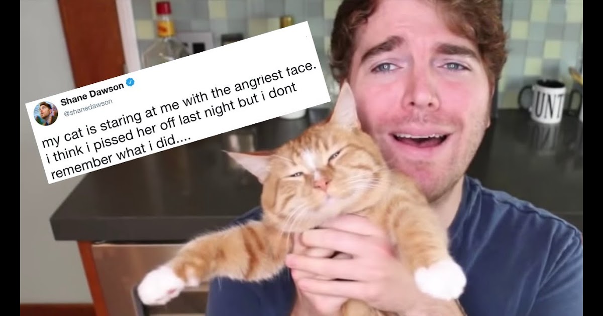 Shane Dawson Cat Best Cat Wallpaper(08)