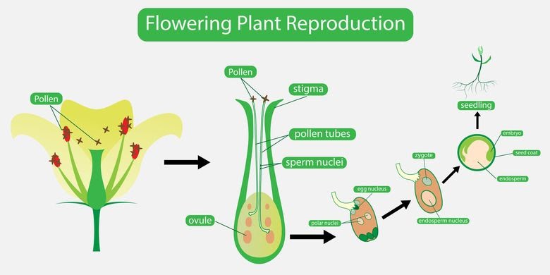 Kumpulan Soal Tentang Reproduksi Pada Tumbuhan  Kelas 9 