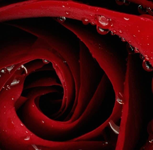 Rosa Bild: Black And Red Rose Wallpaper Iphone