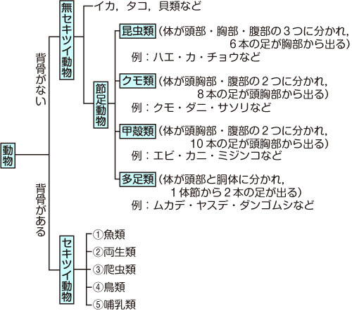 最も共有された 節足 無 脊椎 動物 一覧