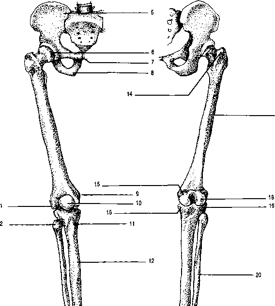 leg bone anatomy diagram blank
