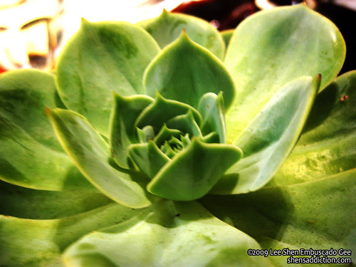 Crisostomo cactus design by you.