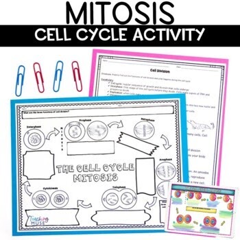 Cell Division Reading Comprehension Worksheet Mitosis And Meiosis