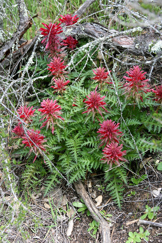 Pedicularis densiflora
