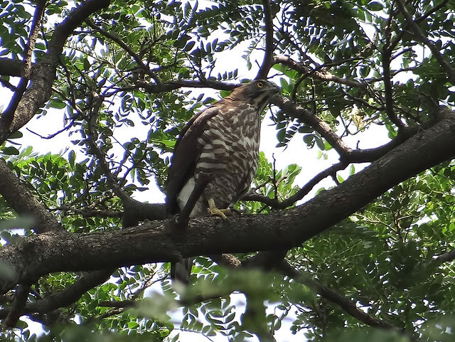 鳳頭蒼鷹/無限台南