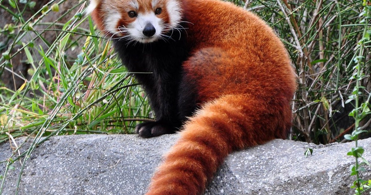 What Are Red Pandas Adaptations - Animals
