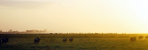 Amboseli