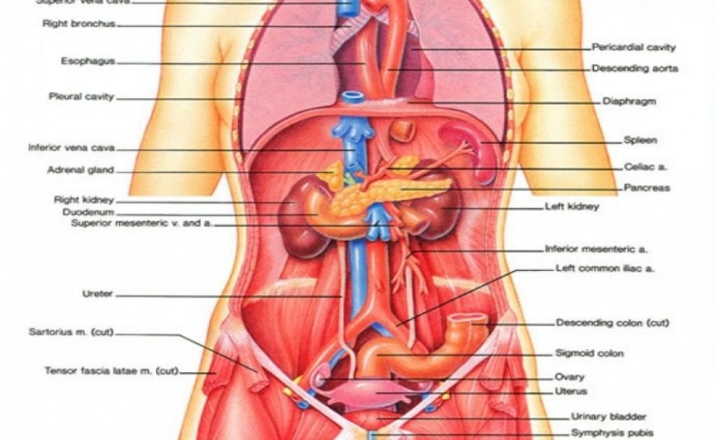 Фото анатомии человека женщин внутренних органов. Анатомия человека внутренние органы брюшной полости. Внутренние органы женщины. Расположение органов человека схема женщина. Анатомия человека внутренние органы женщины.