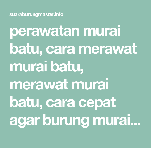 Cara Perawatan Murai Batu Agar Juara lagi gantangan