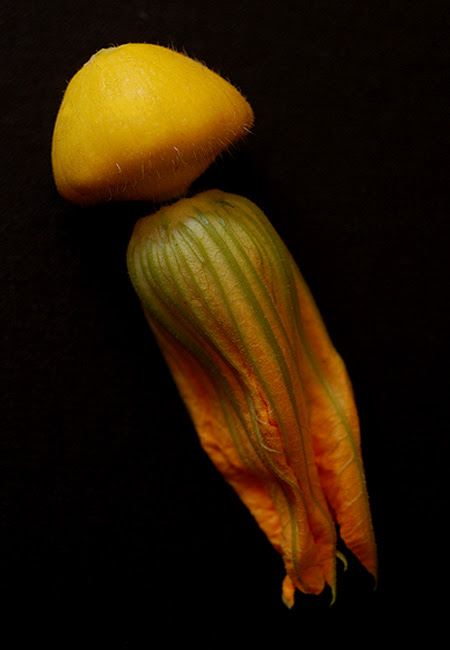 squash flowers© by Haalo