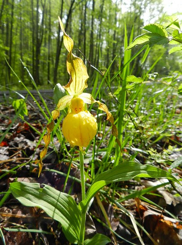 yellow lady slipper