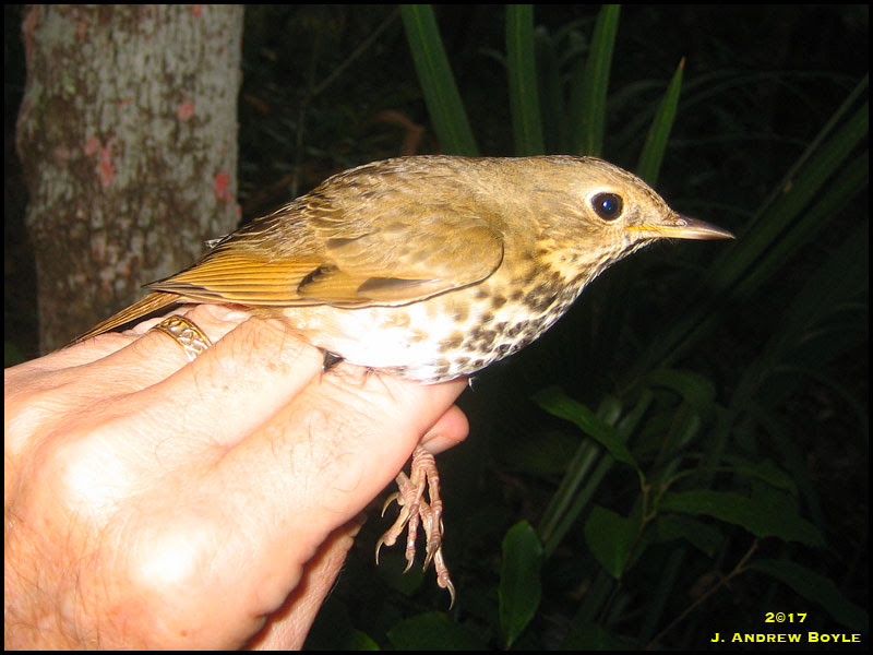 Hermit Thrush Hermit Thrush